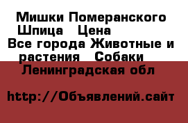 Мишки Померанского Шпица › Цена ­ 60 000 - Все города Животные и растения » Собаки   . Ленинградская обл.